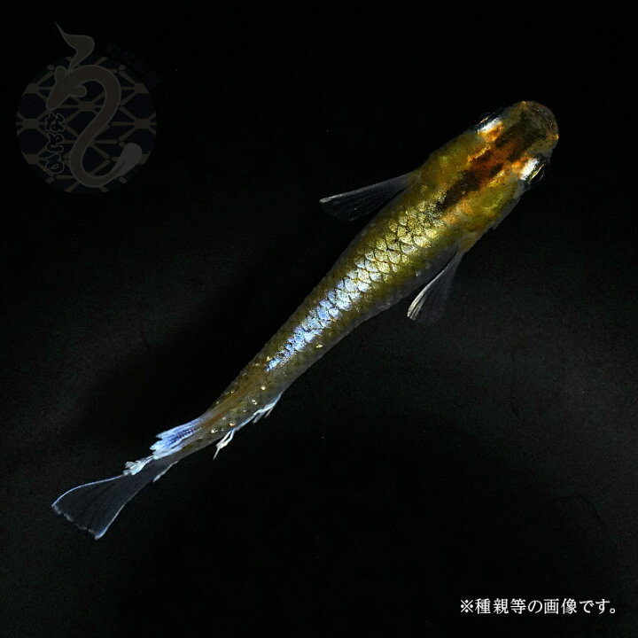 楽天市場】メダカ めだか レッドクリフ ダークタイプ 3ペア 改良 販売 
