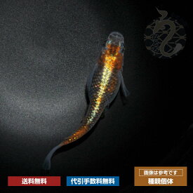 メダカ めだか 煌 改良 販売 送料 無料 めだか販売 ヒレ 長 淡水魚 淡水 メダカ販売 高級 送料無料 ペア 高級メダカ ペット 観賞魚 生体 品種改良メダカ 観賞用 アクアリウム 成魚　ラメ