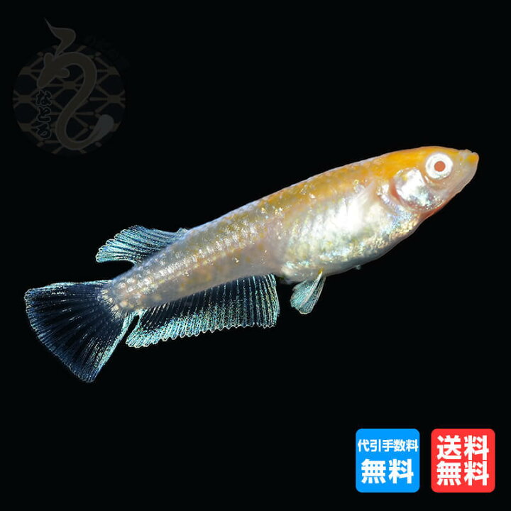 楽天市場】メダカ めだか アルビノ レッドクリフ 3ペア 改良 販売 送料 