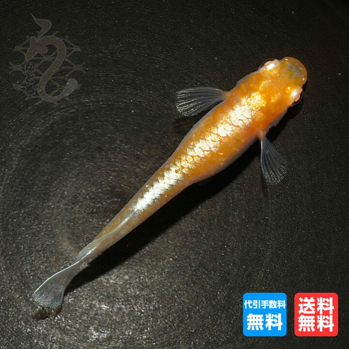 楽天市場】メダカ めだか アルビノ レッドクリフ 3ペア 改良 販売 送料 