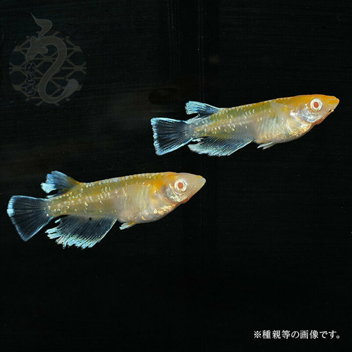楽天市場】メダカ めだか アルビノ レッドクリフ 3ペア 改良 販売 送料 
