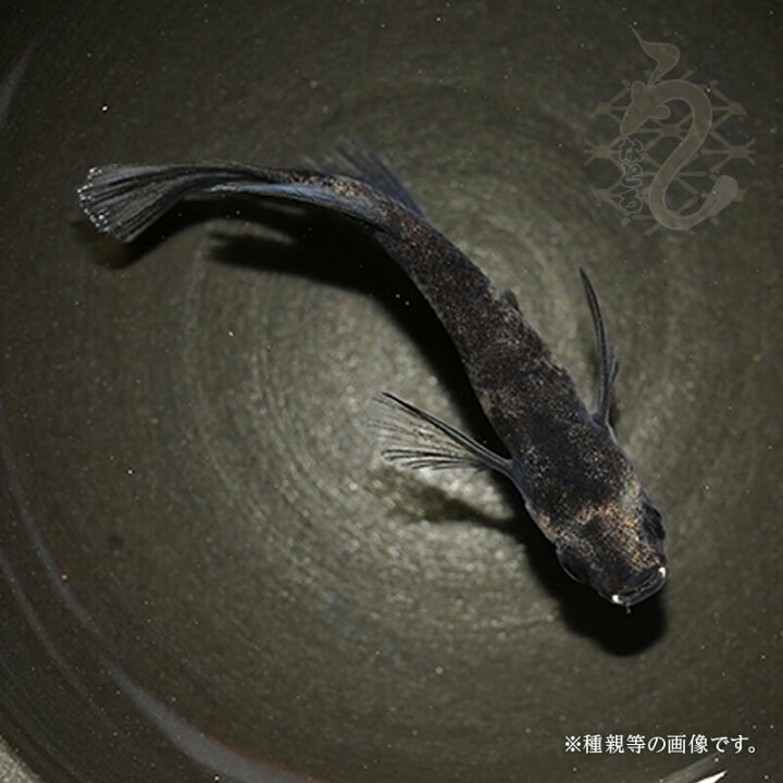 楽天市場】メダカ めだか 和墨リアルロングフィン 3ペア 改良 黒 