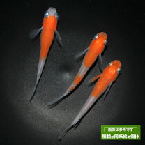 楽天市場】メダカ 販売の通販