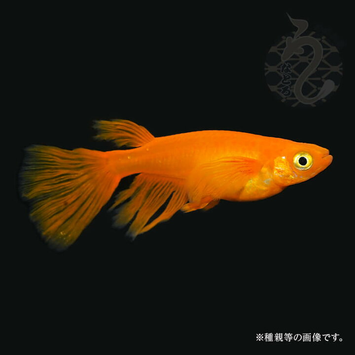楽天市場】メダカ めだか 生体 ヒレナガ 販売 ふ〜は〜 （ふーはー 