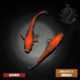 メダカ めだか 紅薊 3ペア ペット 観賞魚 生体 品種改良メダカ 高級めだか メダカ生体 アクアリウム 成魚 ブラックリム 販売 高級 赤 改良メダカ 淡水魚 メダカ飼育 生体 淡水 観賞用 飼育用 めだか生体 メダカペア