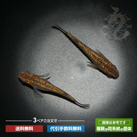 メダカ めだか 琥珀ラメみゆき 3ペア ラメメダカ ペット メダカ生体 琥珀 ラメ 観賞魚 生体 品種改良メダカ ペア セット 改良 メダカ販売 めだか生体販売 ネット みゆきメダカ 成魚 みゆき ミユキ ラメめだか 幹之 きれい 琥珀めだか キラキラ アクアリウム