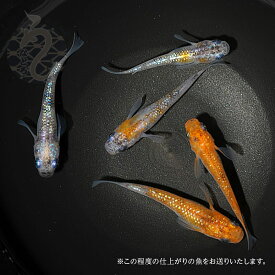 メダカ めだか 三色ラメ（Bクラス） 3ペア ペット 観賞魚 生体 品種改良メダカ アクアリウム 成魚 ラメ 三色