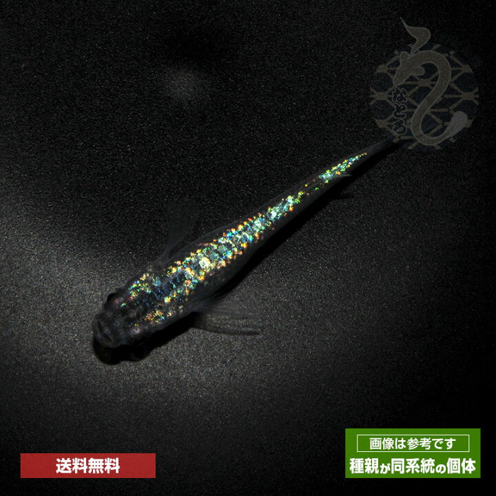 楽天市場】メダカ めだか 琥珀ラメ×サファイア 3ペア ペット 観賞魚 