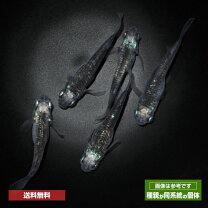 楽天市場】悪魔メダカの通販