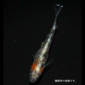 メダカ めだか 紅灯 Aクラス　1ペア ペット 観賞魚 生体 品種改良メダカ アクアリウム 成魚