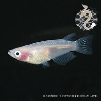 楽天市場】紅ほっぺ（熱帯魚・アクアリウム｜ペット・ペットグッズ）の通販