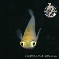 メダカ めだか ポニョ 出目 1ペア 3ペアペット 観賞魚 生体 品種改良メダカ アクアリウム 成魚 きれい 白…