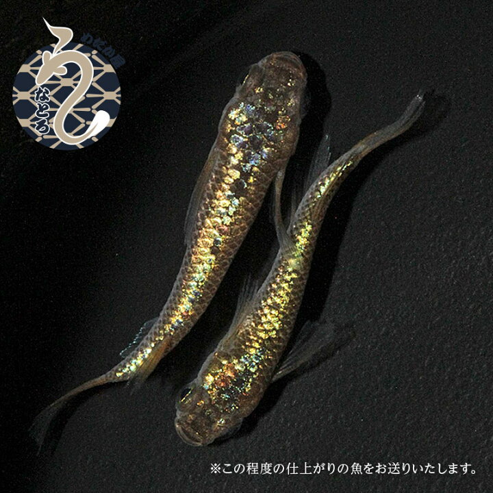 楽天市場】メダカ めだか ラメ王 風雅 1ペア ペット 観賞魚 生体 ラメ  