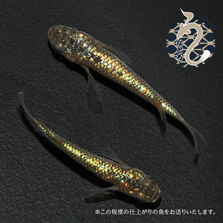 楽天市場】メダカ めだか ラメ王 風雅 1ペア ペット 観賞魚 生体 ラメ 