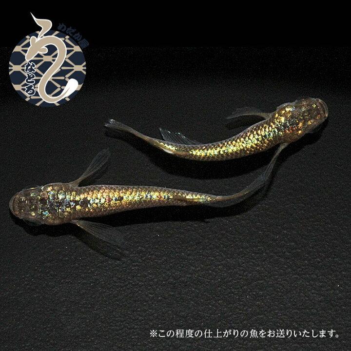 楽天市場】メダカ めだか ラメ王 風雅 1ペア ペット 観賞魚 生体 ラメ  