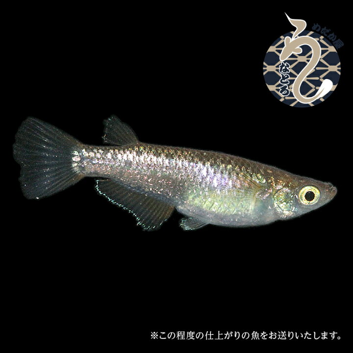 楽天市場】メダカ めだか ラメ王 風雅 1ペア ペット 観賞魚 生体 ラメ  