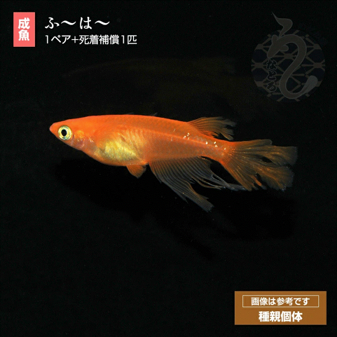 めだか屋 うなとろふぁ む活きミジンコ