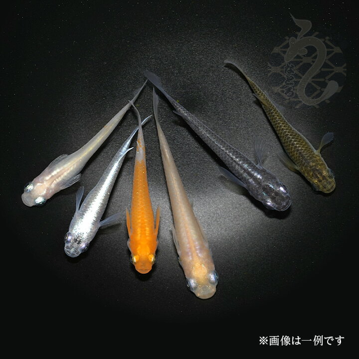楽天市場】メダカ めだか ミックス 6匹 改良 ペット 観賞魚 生体  