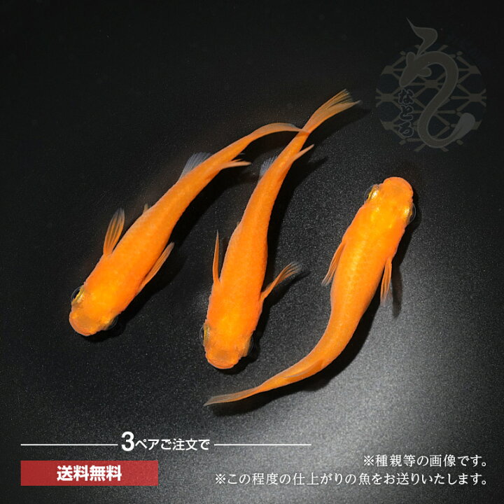 楽天市場】メダカ めだか 大和紅帝 3ペア ペット 改良 観賞魚 生体 赤 