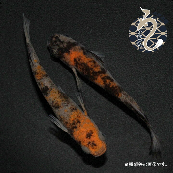 楽天市場】メダカ めだか 和墨三色 1ペア 改良 黒 ペット 和墨 観賞魚 