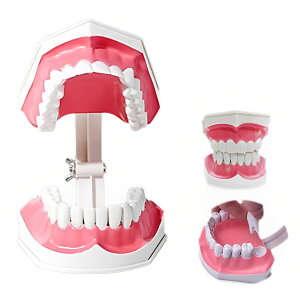 MIMIA 歯列模型 歯が抜ける 説明モデル 歯科インプラント 歯科模型 上下顎模型 治療 説明 取り外し可能 大きく開く 教育 学習 子供 歯 モデル 歯磨き指導 歯列矯正