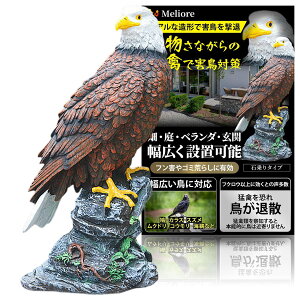 Meliore 悯 JX悯 悯 ytNEȏ̌&J^Ez obge IuWF u h   ^CAbv J^ObY  x_   