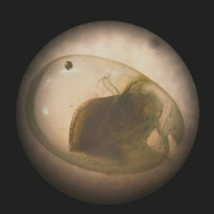 楽天市場 発光実験用乾燥ウミホタル undigital科学博物店 楽天市場 発光実験用乾燥ウミホタル undigital科学博物店