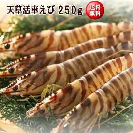 只今天然もの！天草活車えび250g【送料無料】　ギフト　天草産　熊本　車海老　車エビ　車えび　のし対応　贈り物　贈答　丸健水産　お中元　お歳暮　父の日　敬老の日