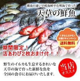 楽天市場 鮮魚の通販