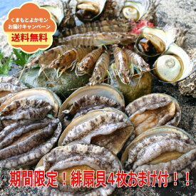 楽天市場 緋扇貝の通販
