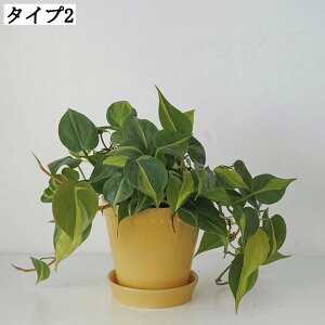 ϗtAAؔ Apv^[ t[|bg rEt 14*14cm Mt 픫 _ IuWF |pi vX`bNMt ꌊL yT{e K[f|bg C