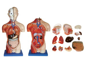 ^ l̉U͌^ g\^ 42cm RpNgTCY iJ M60-4057