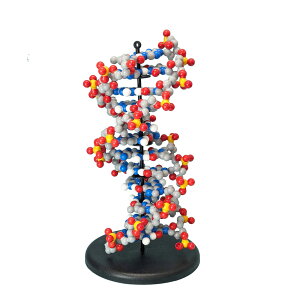 DNA �͌^ ���� �i���J M60-1199