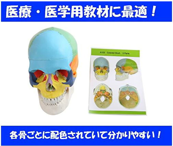 楽天市場 頭蓋骨模型 配色 済み 英語 解説 メーカー保証書 付属 Sia004 送料無料 Univarc Shop 楽天市場店