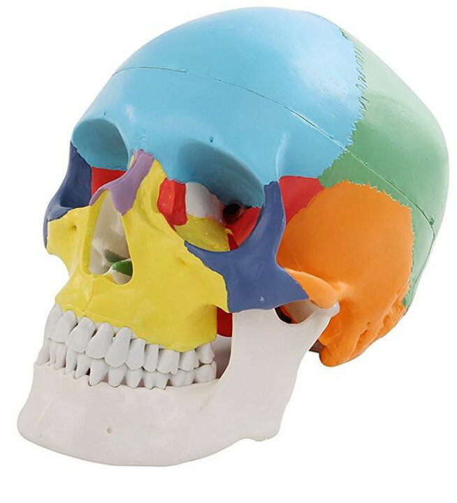 楽天市場 頭蓋骨模型 配色 済み 英語 解説 メーカー保証書 付属 Sia004 送料無料 Univarc Shop 楽天市場店