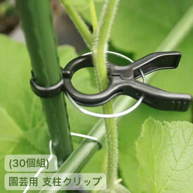 【送料無料】 園芸用 支柱クリップ　(30個組) 園芸 支柱 クリップ 誘引クリップ 誘引 園芸用品 農業用品 園芸用クリップ 植物 固定 繰り返し使える マルチサイズ 耐候性ポリプロピレン 凸凹形状 ワンタッチ 簡単 農作業 ガーデニング 家庭菜園 茎 枝