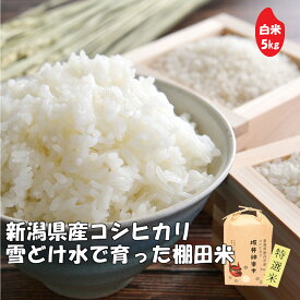 坂井神楽米 白米 5kg 新潟県 ギフト コシヒカリ 下越 令和7年産 棚田米