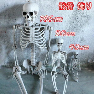 [  165cmg ƒp nEB I q XPg | f l | z[ fR[V ͋C_   vX`bN X ~  p[eB[ 