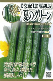 【交配節成胡瓜 夏のグリーン】種　きゅうり　種子　野菜　春まき　タネ　（株）タカヤマシード　　濃緑色で照り輝く光沢があり、美味しいキュウリ！　家庭菜園　宇都宮農園　たね