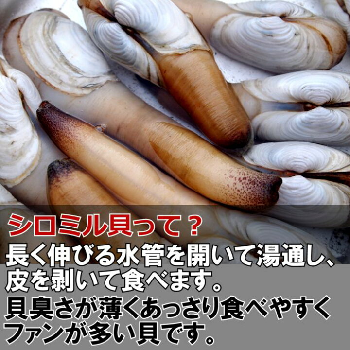楽天市場 白みる貝１kg 冷蔵活き 貝 刺身3 4人前刺し身 シロミル貝 白ミル貝お取り寄せグルメ 刺身海鮮 さしみ みる貝貝類 寿司ネタ 刺し身 山口県産海鮮広場 魚かつ