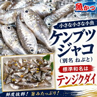 冷凍 ネブト けんぶつじゃこ唐揚げが旨い貴重な小魚 てんじくだい瀬戸内海の珍味 テンジクダイ約180g 唐…