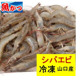 ⓀijVoGr TCY 400g ŊCV 11cm CN  ΂ gIXXI JVE Lx CV t ۗⓀ Gr Y