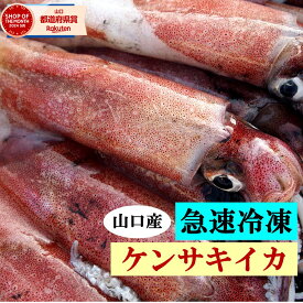 最新冷凍 約1キロ 山口県産 白いか 丸冷凍 使いやすい バラ凍結 ケンサキイカ 剣先イカ 活イカ 凍眠 急速冷凍 お刺身 5-6人前 アカイカ シロイカ