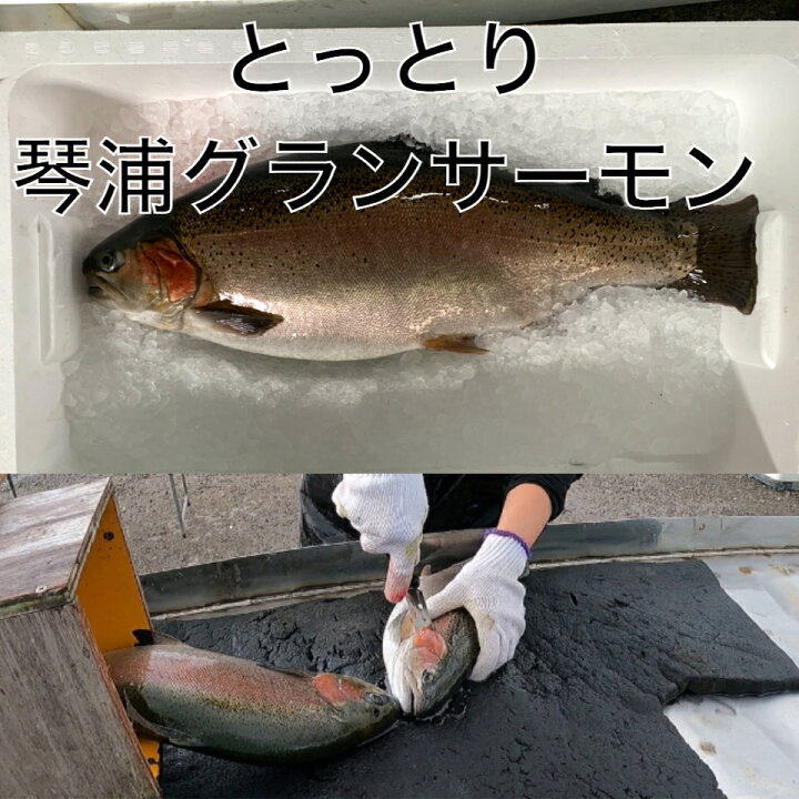 楽天市場 鳥取県琴浦町で湧き出る大山からの良質な地下水で育て上げた高品質な純国産サーモン ニジマス トラウトサーモン です 魚倉 楽天市場店