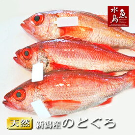 【送料無料】のどぐろ 新潟・日本海産 ノドグロ 1000g以上・3尾（生冷凍）