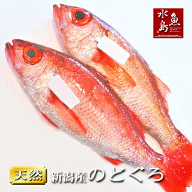 【送料無料】のどぐろ 新潟・日本海産 ノドグロ 800g以上・2尾（生冷凍）