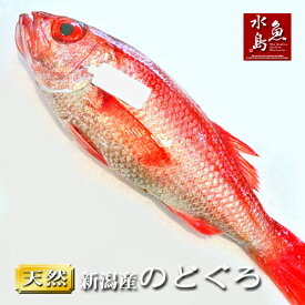 のどぐろ 新潟・日本海産 ノドグロ 800g以上・1尾（生冷凍）