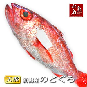 yẑǂ VE{CY mhO 1100gȏE1iⓀj