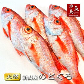 のどぐろ 新潟・日本海産 ノドグロ 250g以上・5尾（生冷凍）