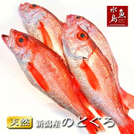 【送料無料】のどぐろ 新潟・日本海産 ノドグロ 300g以上・4尾（生冷凍）